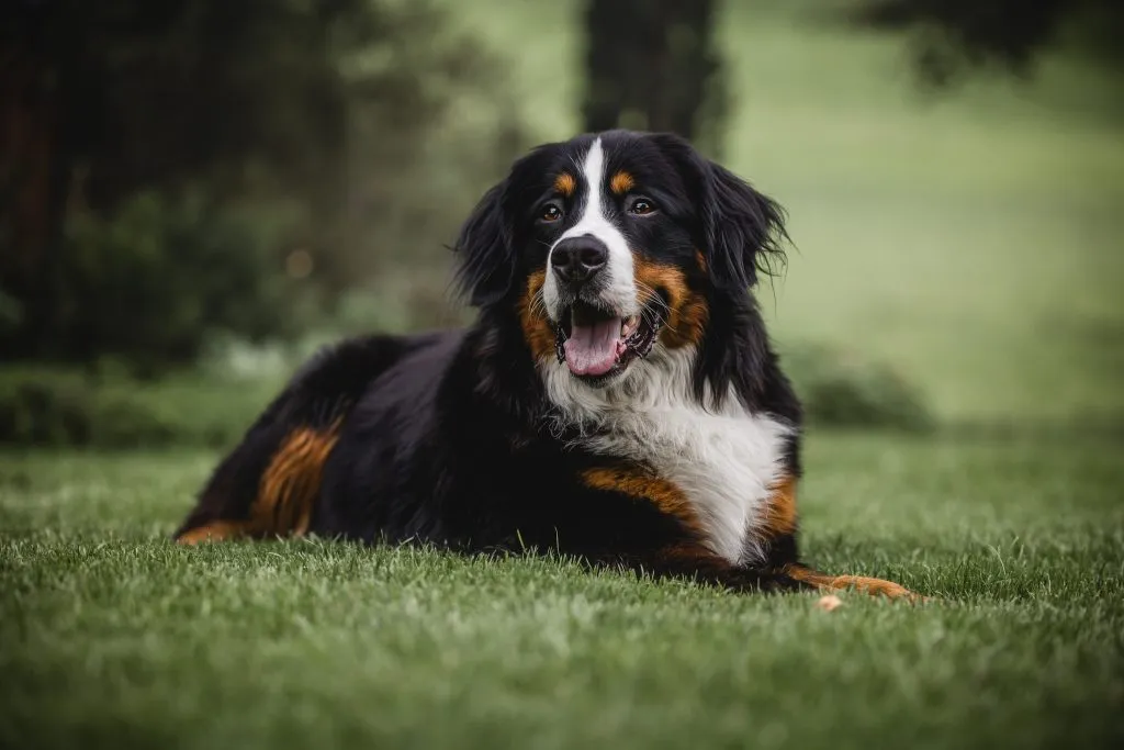 Sämi, der Berner Sennenhund des Betriebs, auf der Wiese.